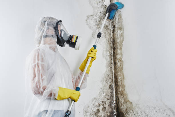 Best Mold Removal Company Near Me  in Emporia, VA