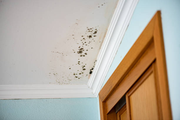 Best Home Mold Removal  in Emporia, VA
