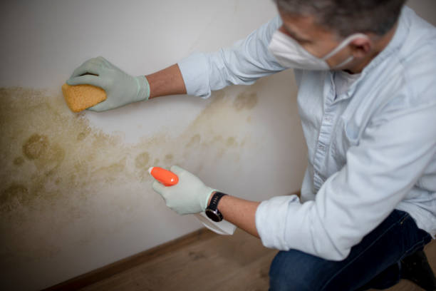 Emporia, VA Mold Removal Company