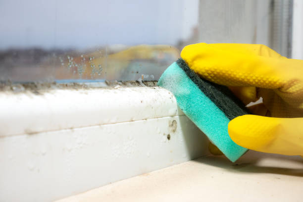 Best Fast Mold Removal  in Emporia, VA