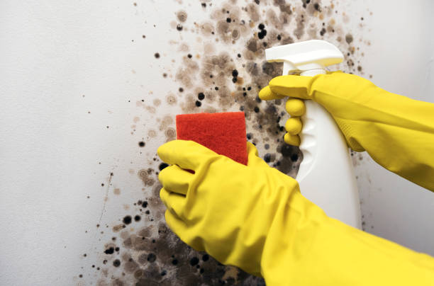  Emporia, VA Mold Removal Pros