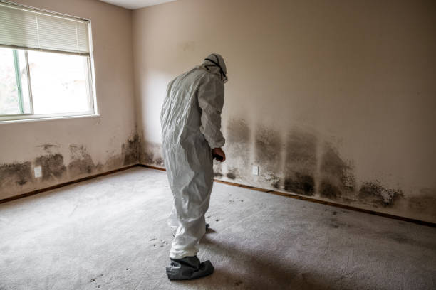 Best Black Mold Removal  in Emporia, VA