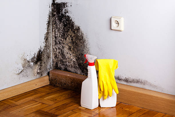 Best Mold Testing  in Emporia, VA