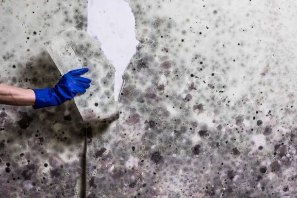 Best Affordable Mold Removal  in Emporia, VA