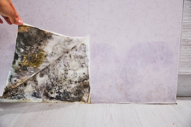 Mold Removal Process in Emporia, VA